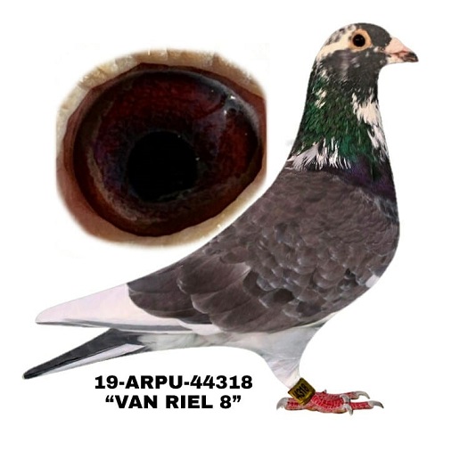 19-ARPU-44318  Indigo WFCock.