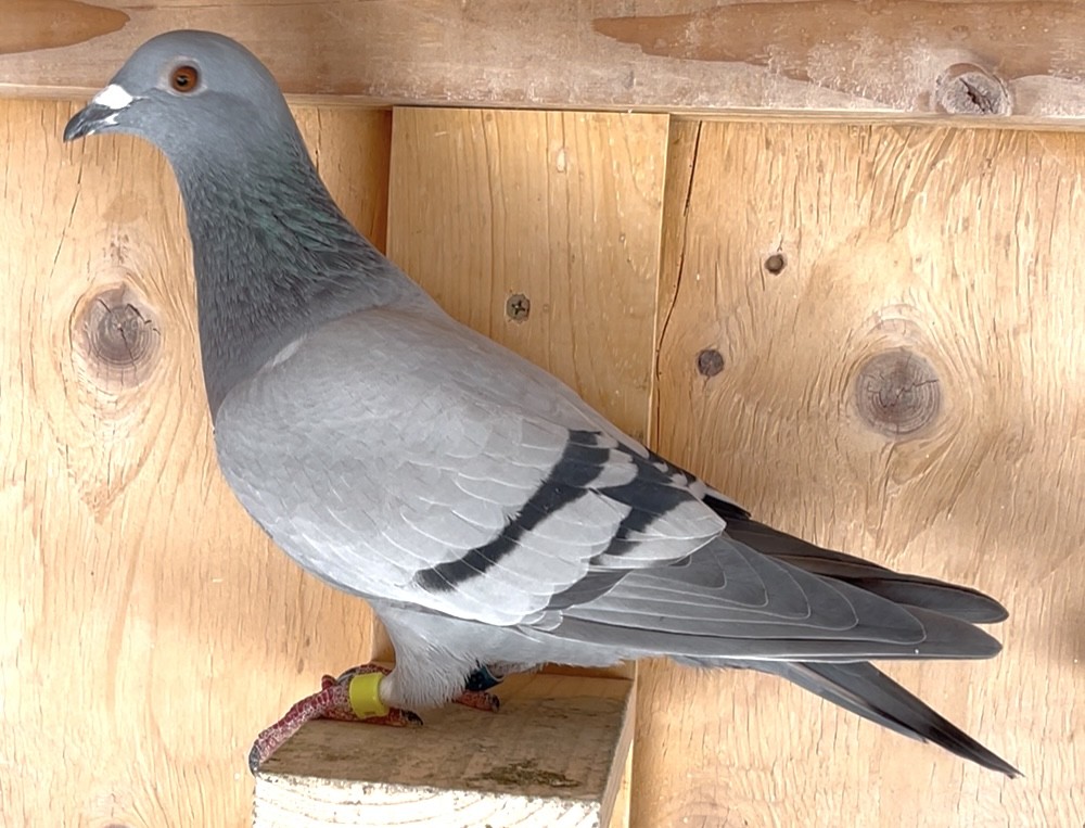 Grandkid of Jonge Kong/Raven