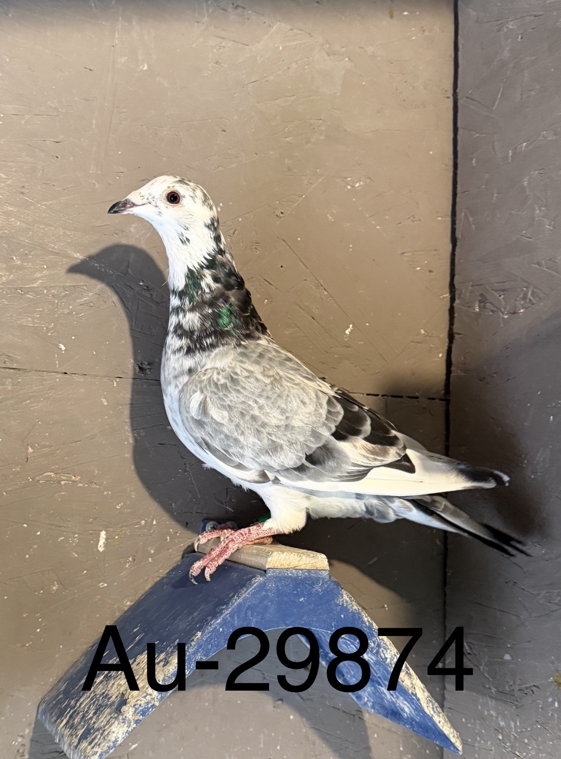 Au 2025 jedds 29874