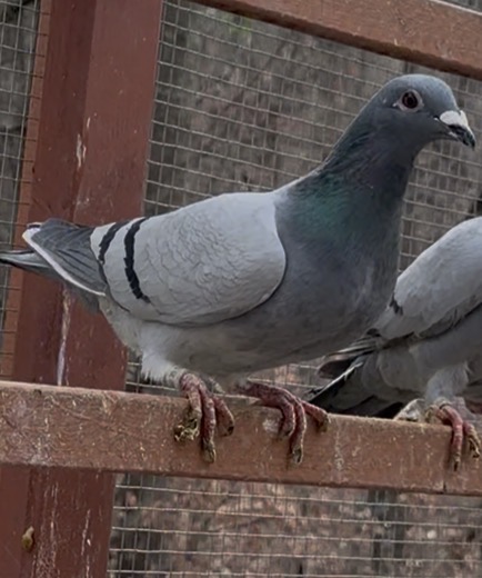 2025 inbred Thomas 6 and kittel