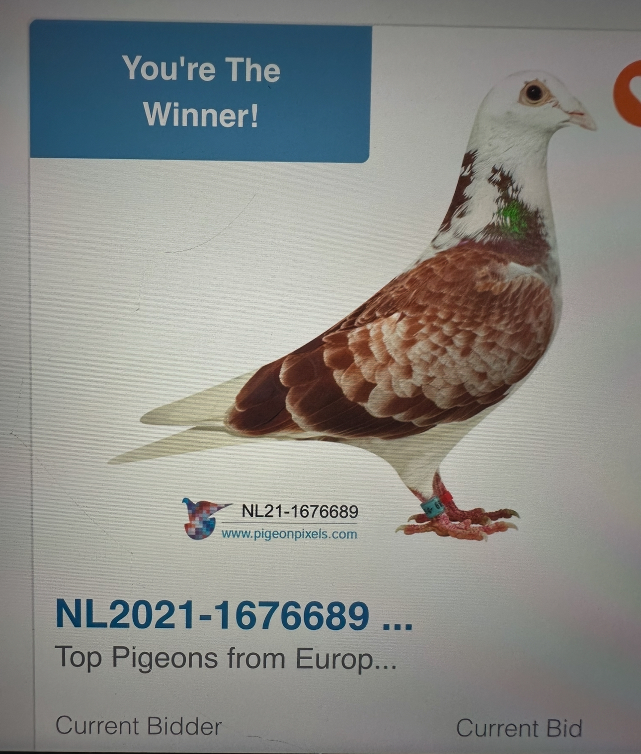 NL2021-1676689 Imported Dirk Van Bulck  cock 