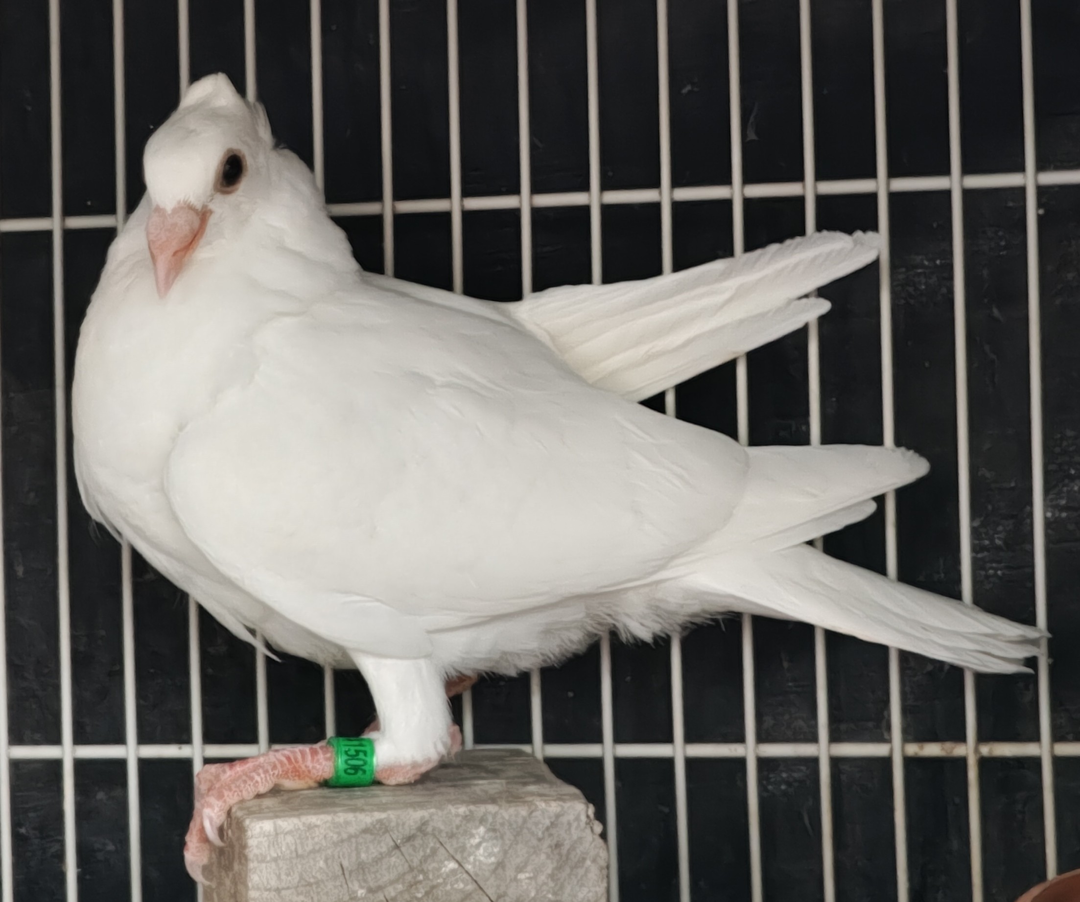 White Crested Jan Arden Youngster 