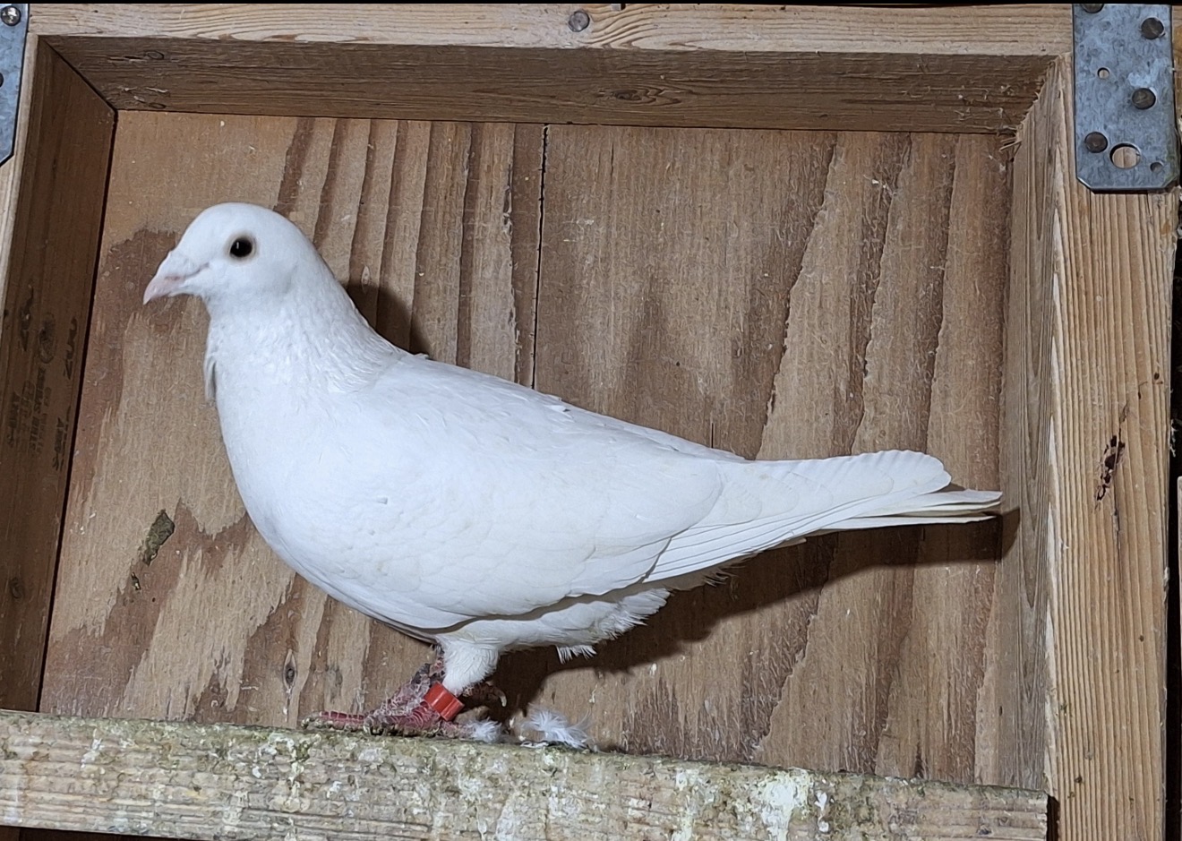 2024 cock white Jansen inbred witoger 720