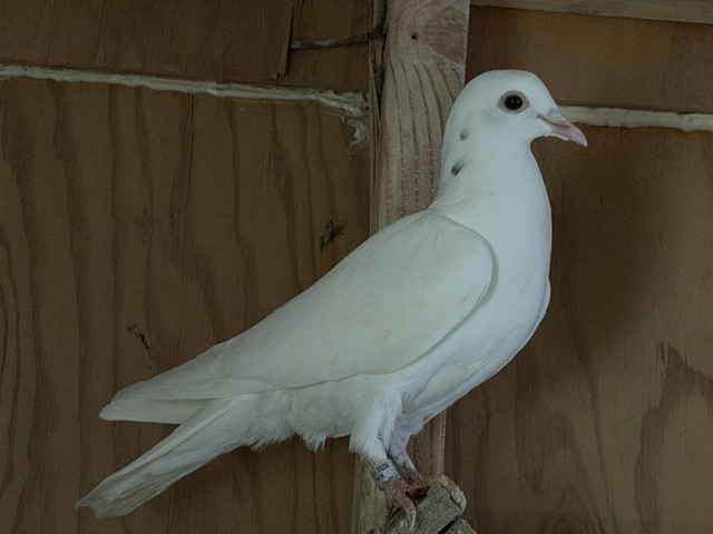 Preview Image 1