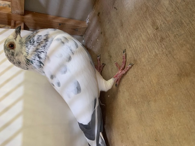 AU 2024 APRU 89475 Grizzle Cock