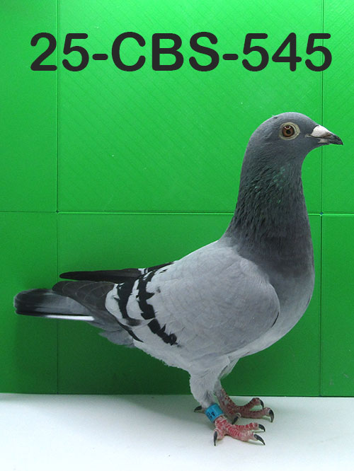25-CBS-545 Blue Hen