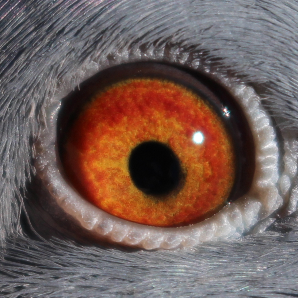 Preview Image 2