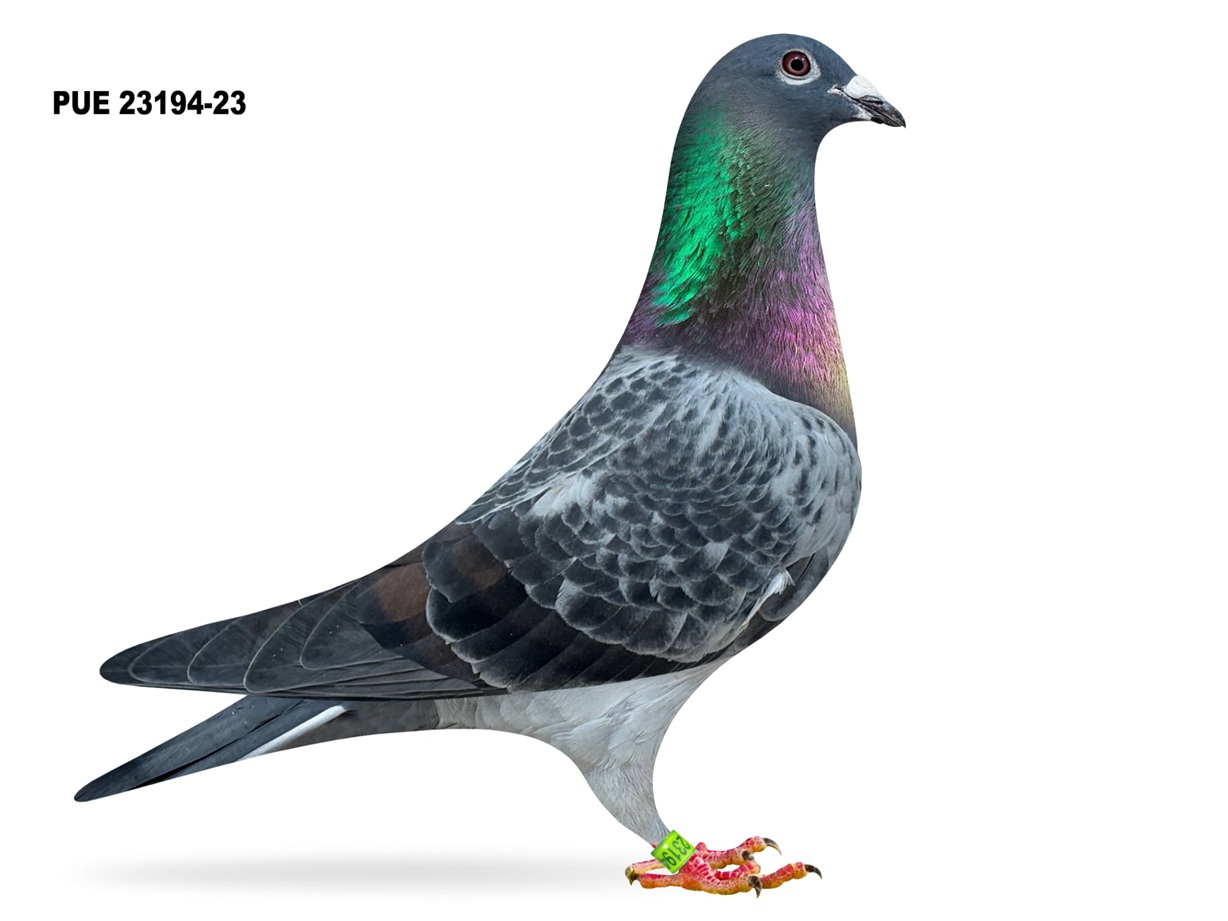 PUE 23194-23 BC COCK