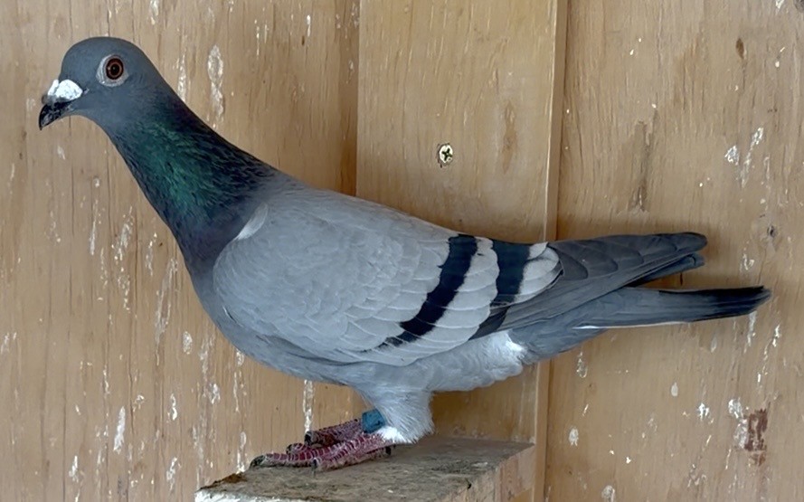 Flew Pigeon Derby U.S.A.