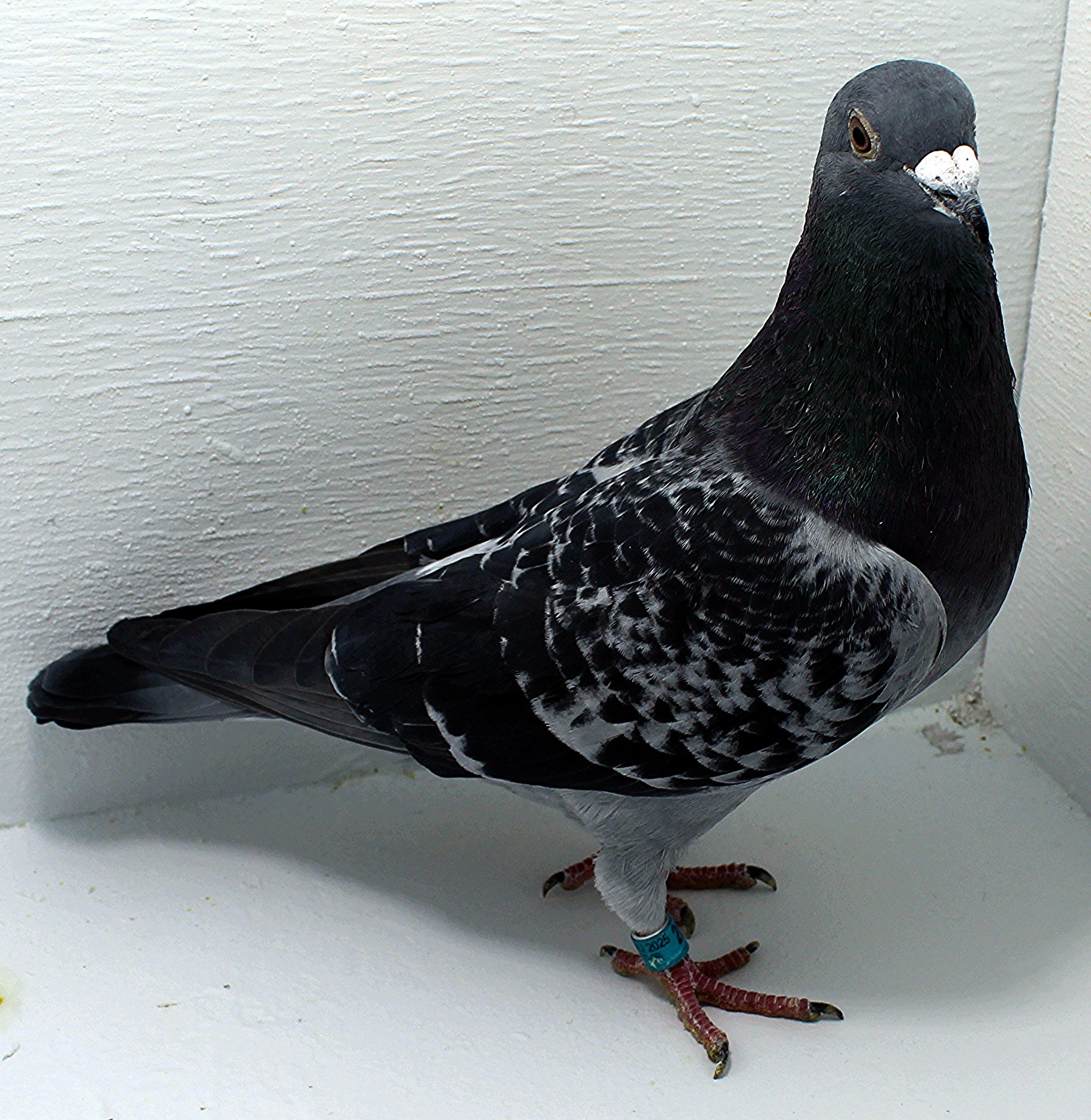 AU 20088 AA 2025 Pure Hansenne