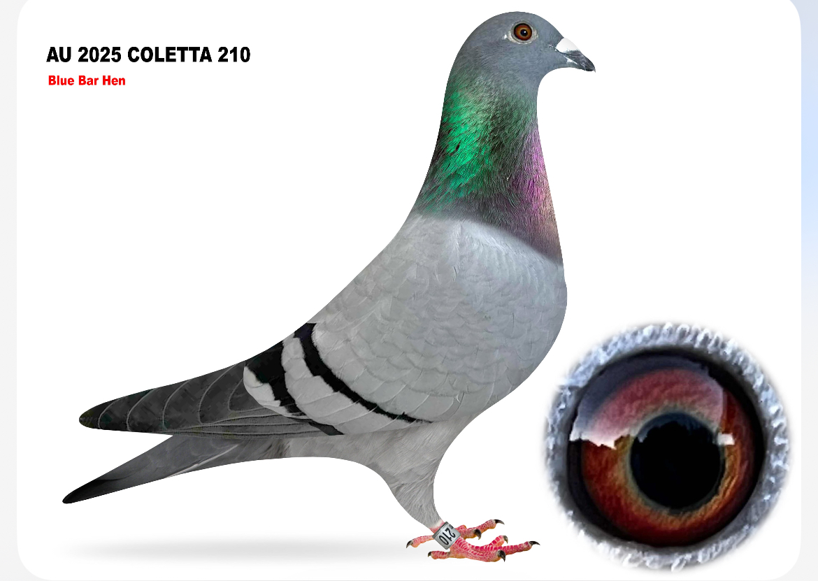 AU 2025 COLETTA 210