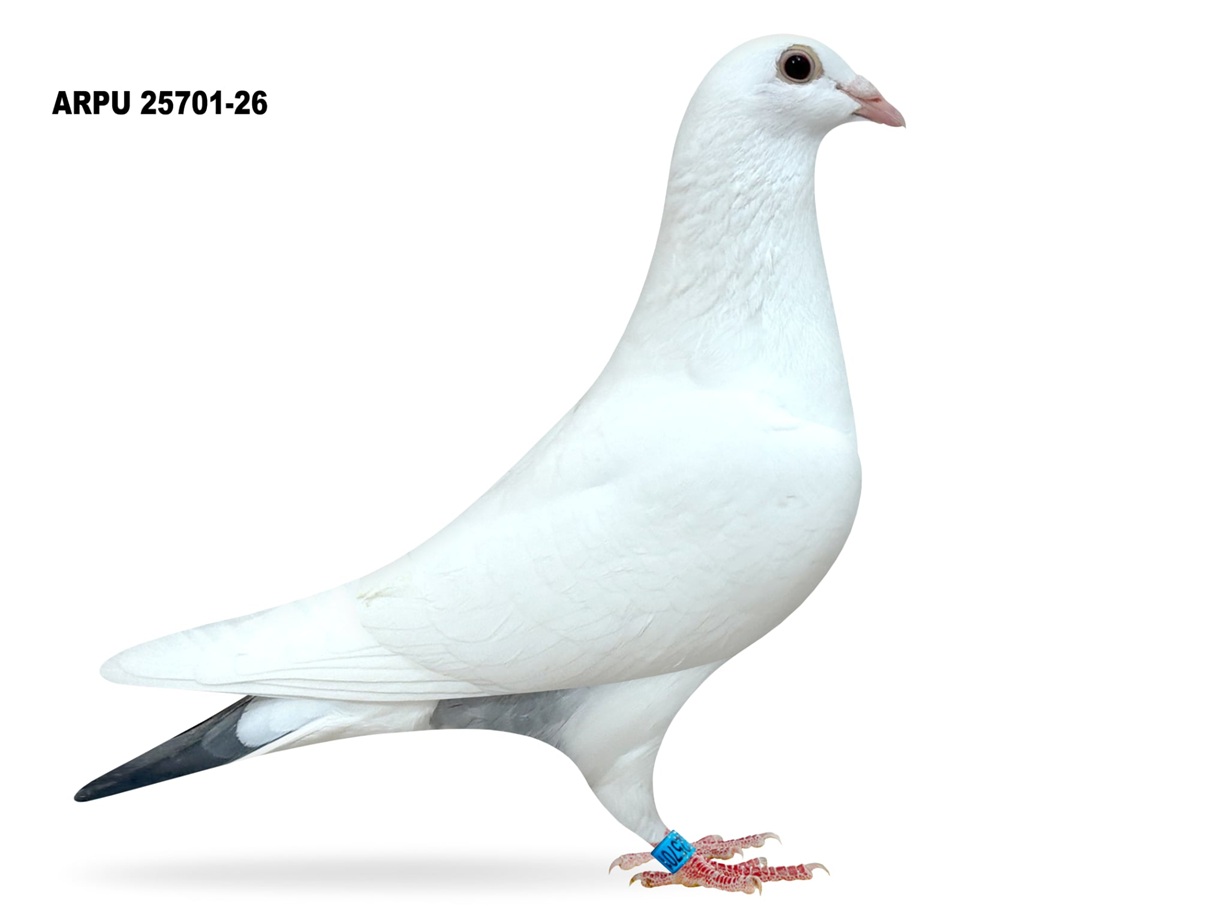 ARPU 25701-26 WHITE HEN