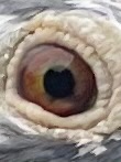 Preview Image 4