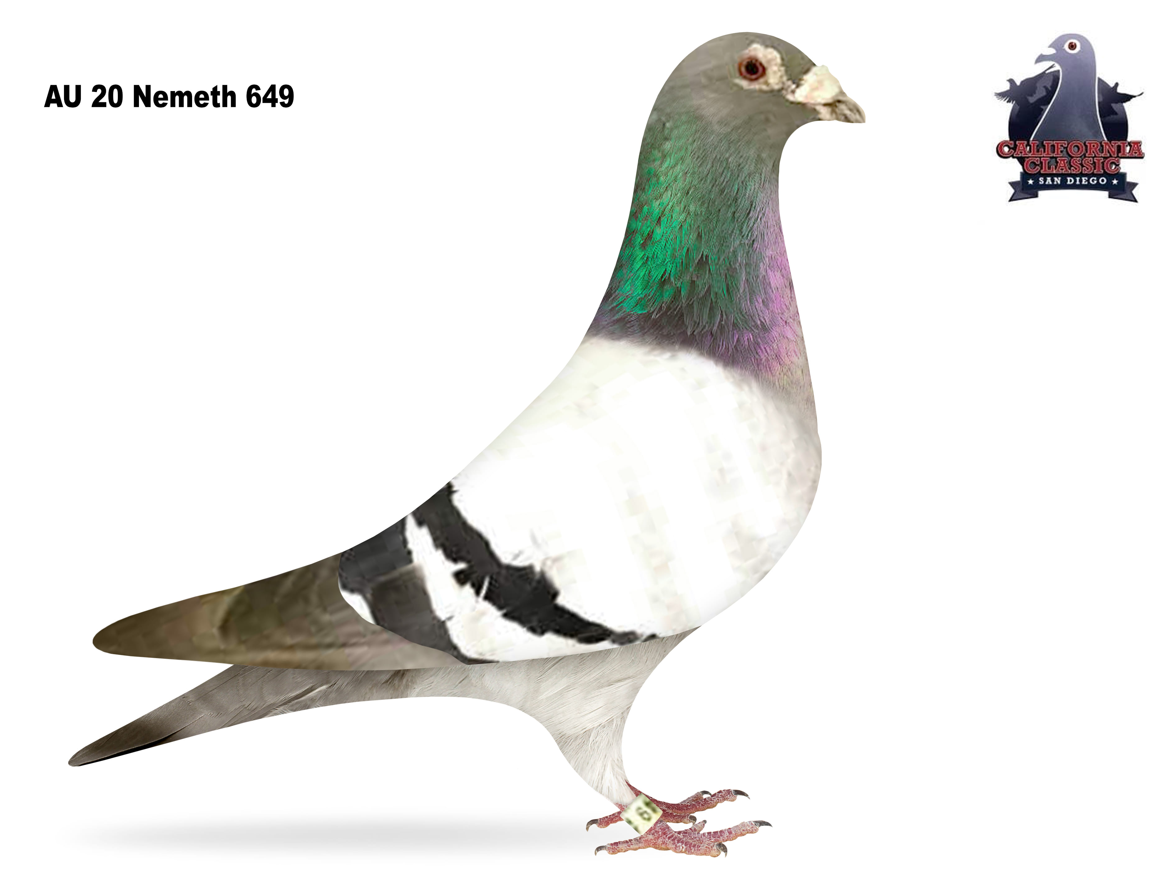 Lot 14. 2020 Nemeth 649 Cock