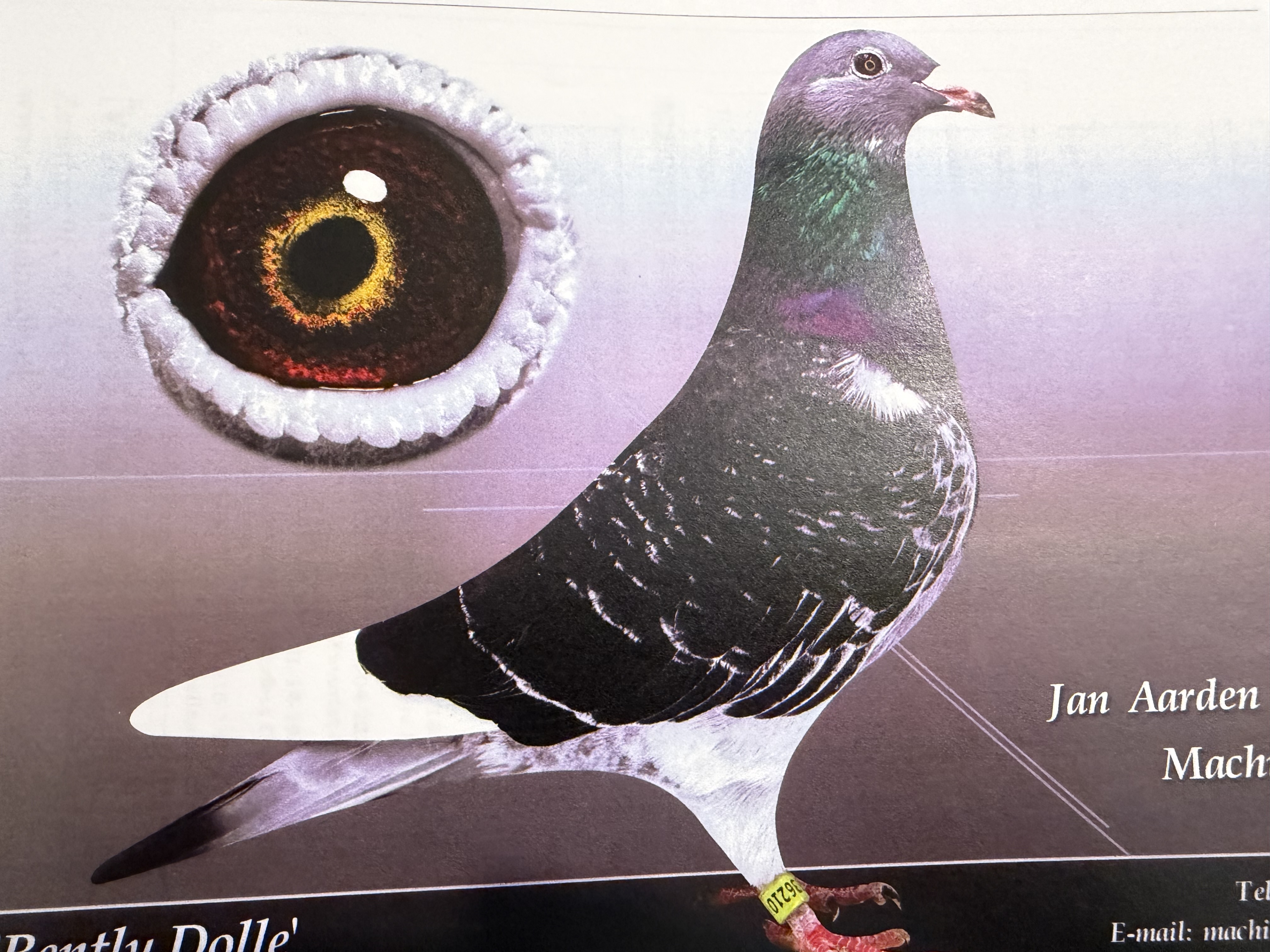 Modified Bird iPigeon.com - Racing Pigeon Auction