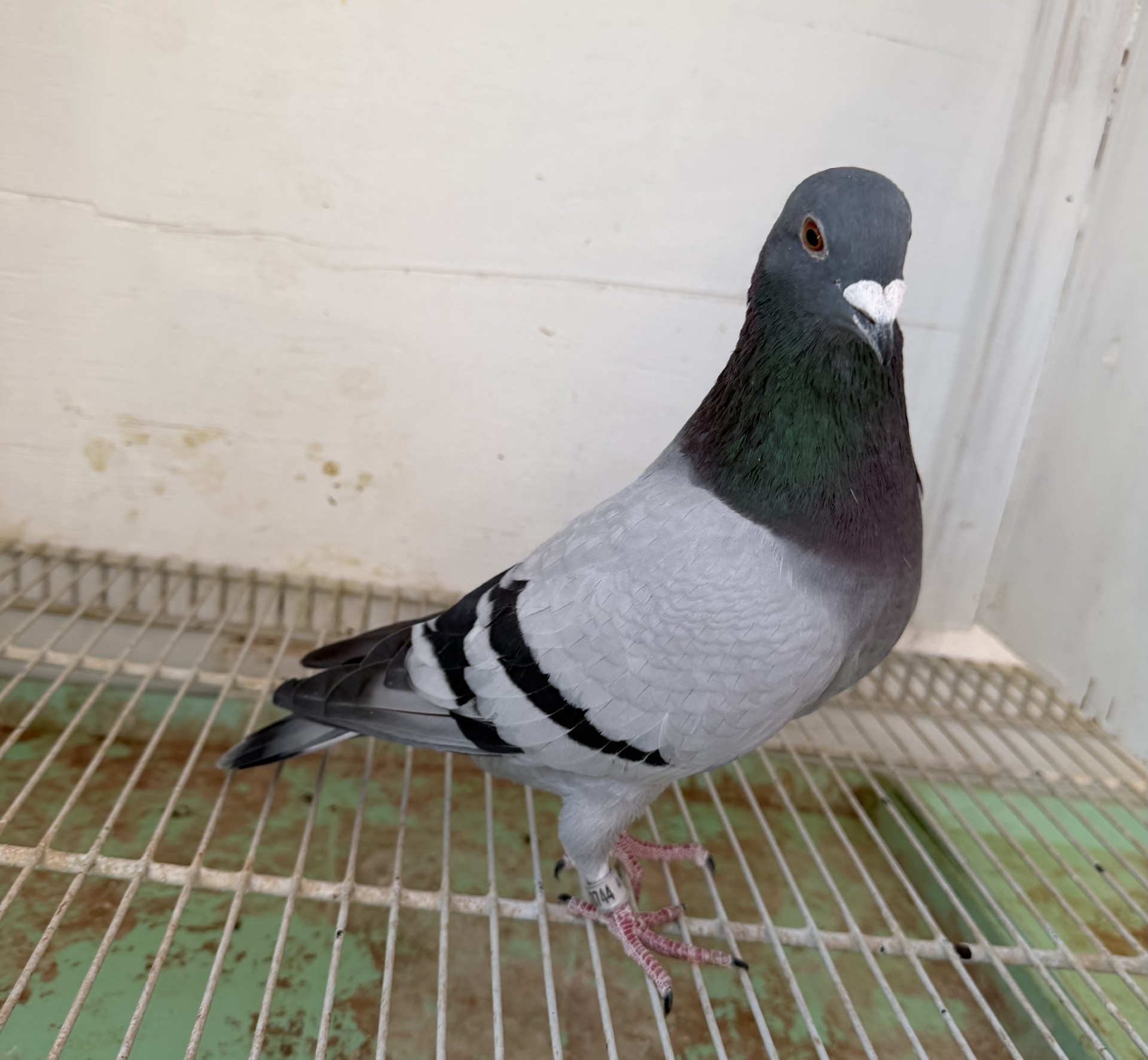 INBRED 587, GRANDCHILD OF 254 AND 253