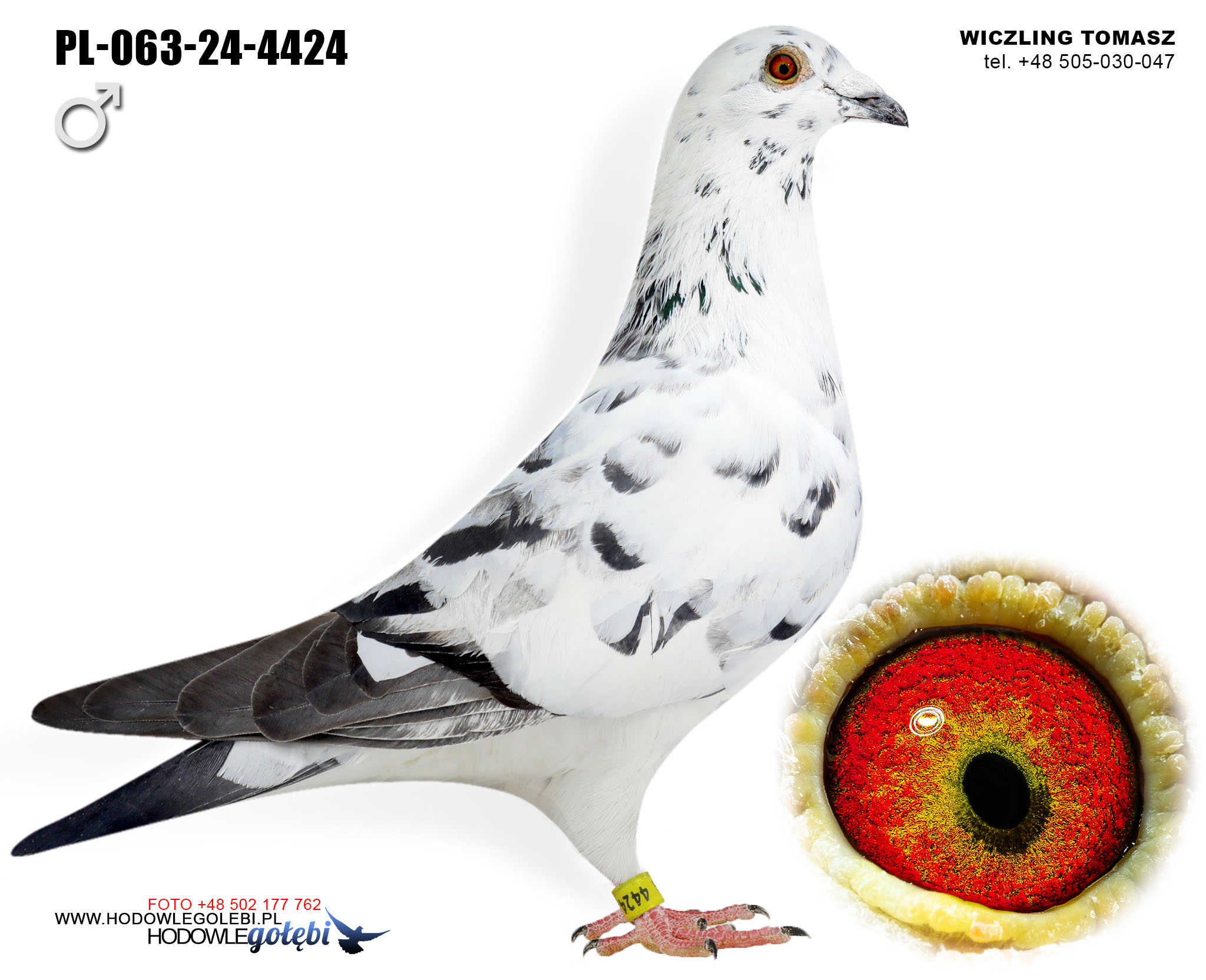 PL-063-24-4424 C
