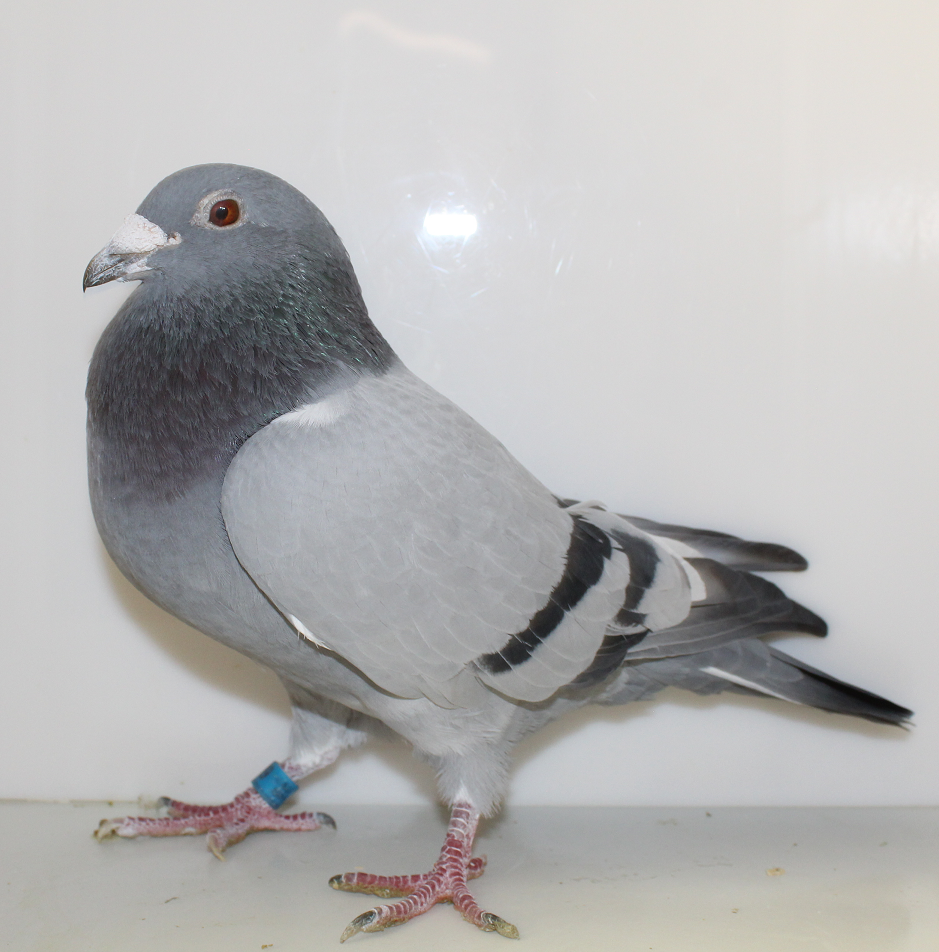 AU 20 SHA 2229 BB COCK
