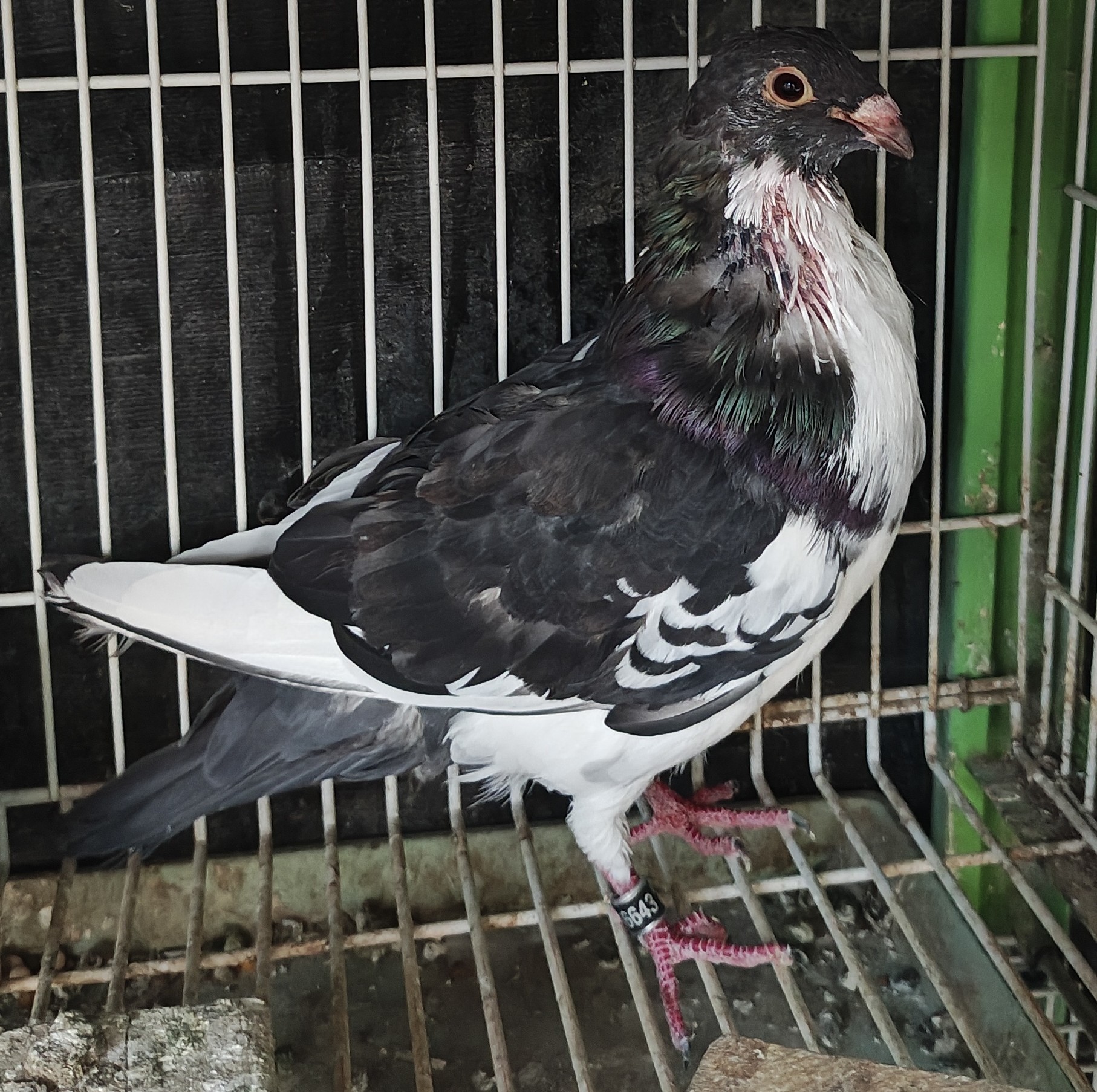 Moroncelo Pouter Black 