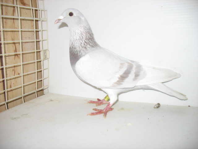 iPigeon.com - Racing Pigeon Auction