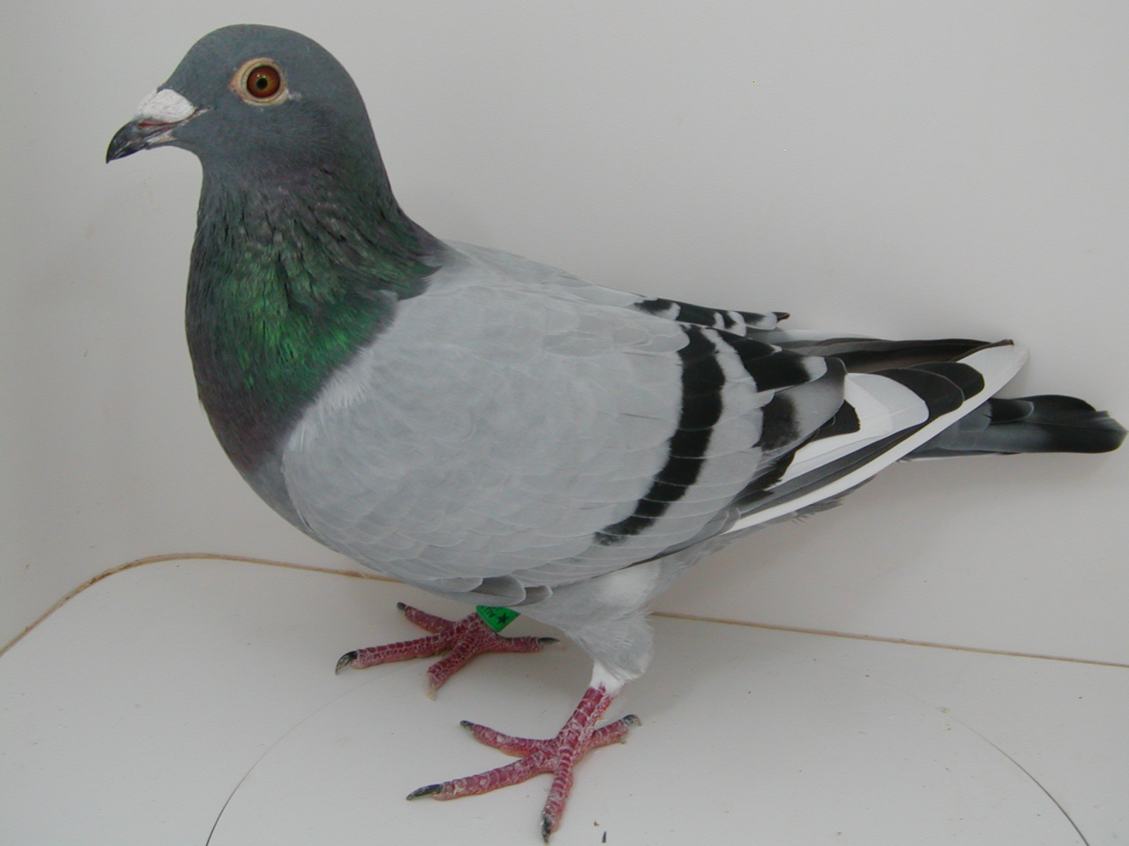 Preview Image 2