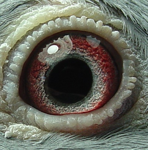 Preview Image 3