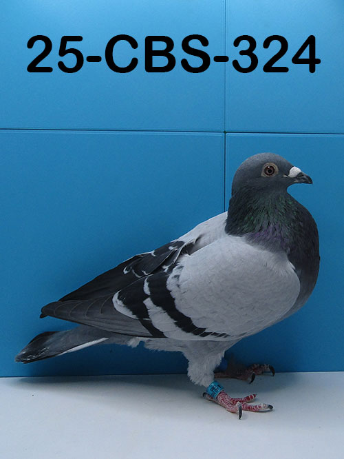 25-CBS-324 Blue Cock. 