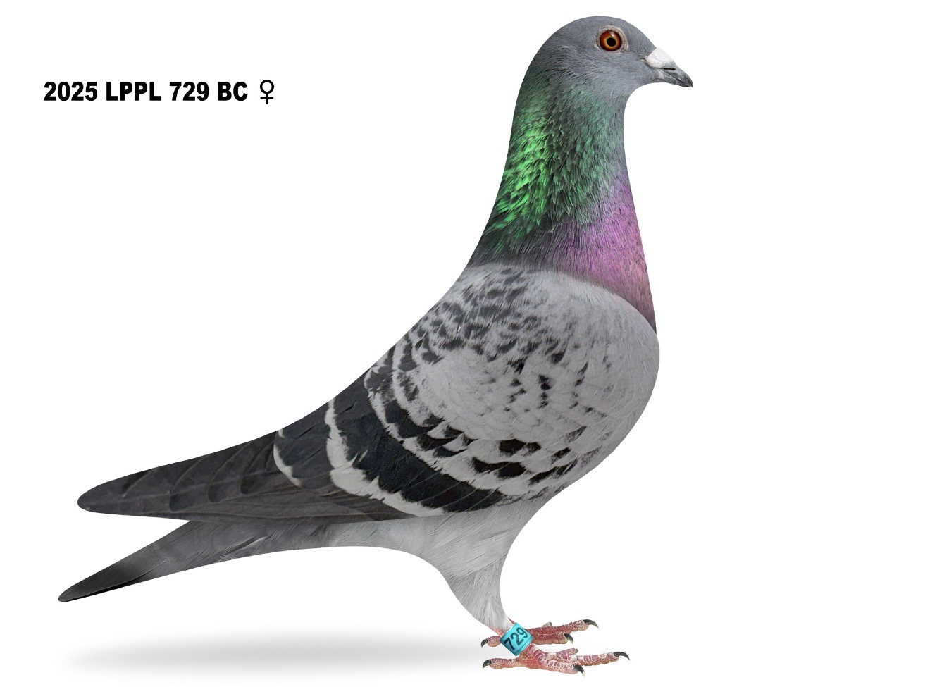 Lone Peak Loft (Bred 4th Place Hoosier 2025)