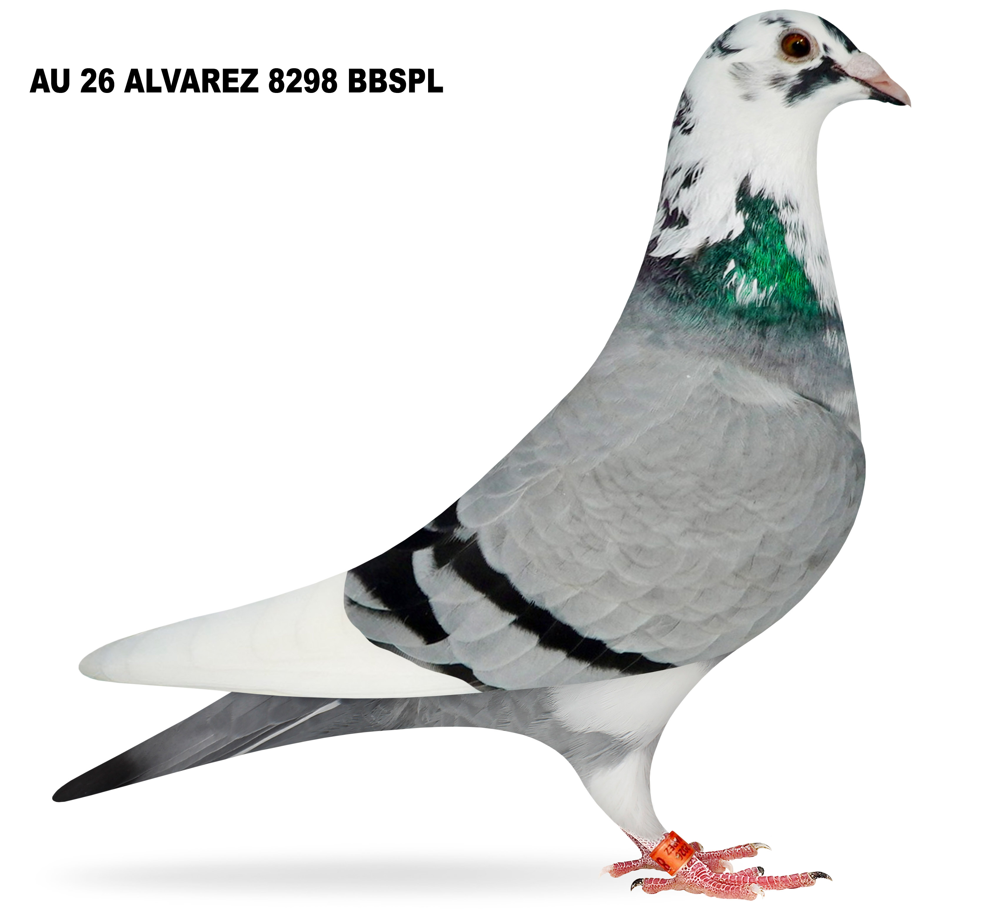 AU 2026 ALVAREZ 8298