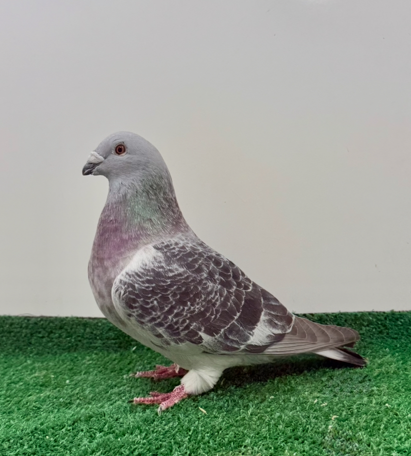 Super nice dark check cock 