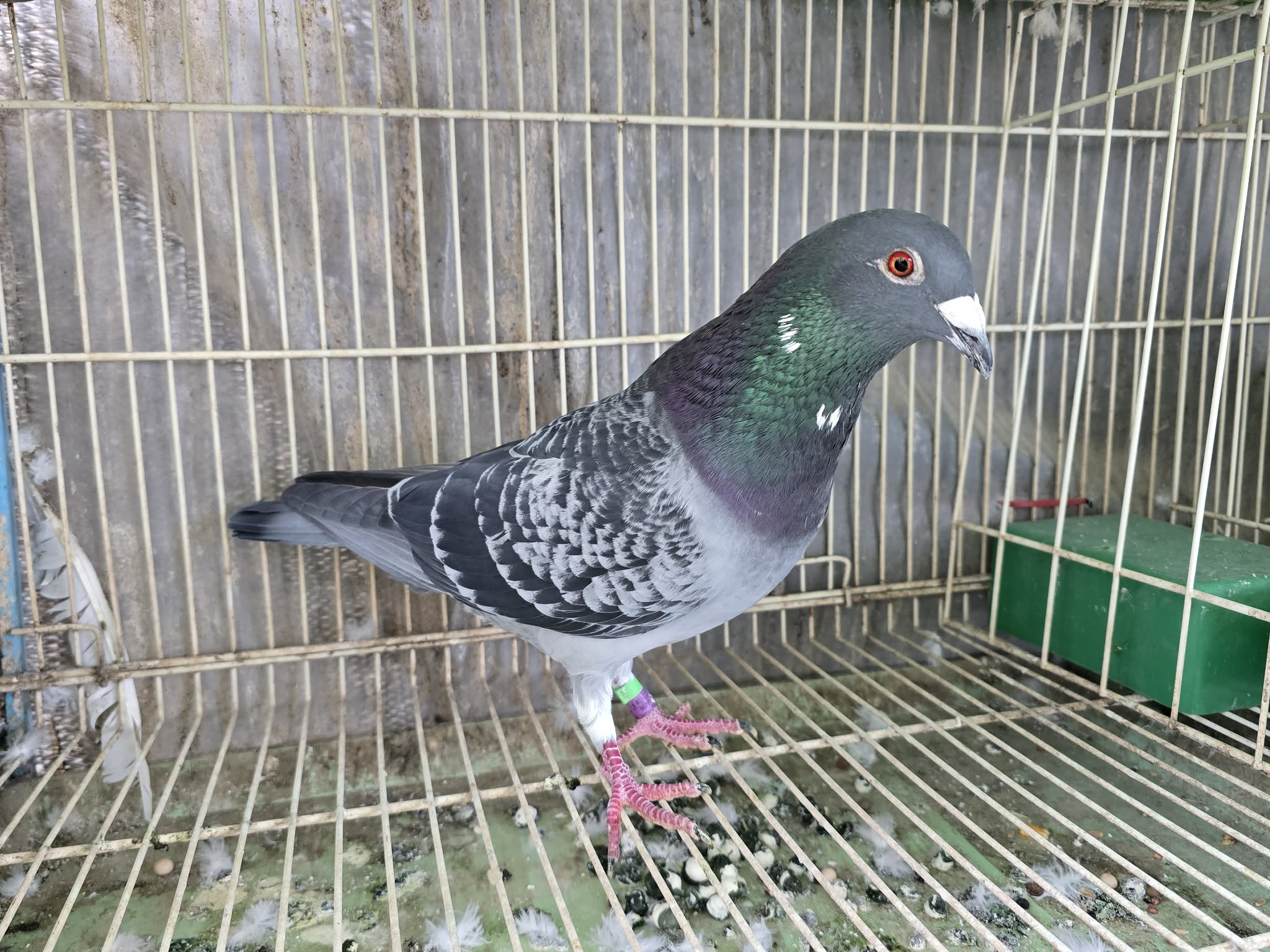 NDVR 45 (2025 Cock) - Kittel x Best Kittel 