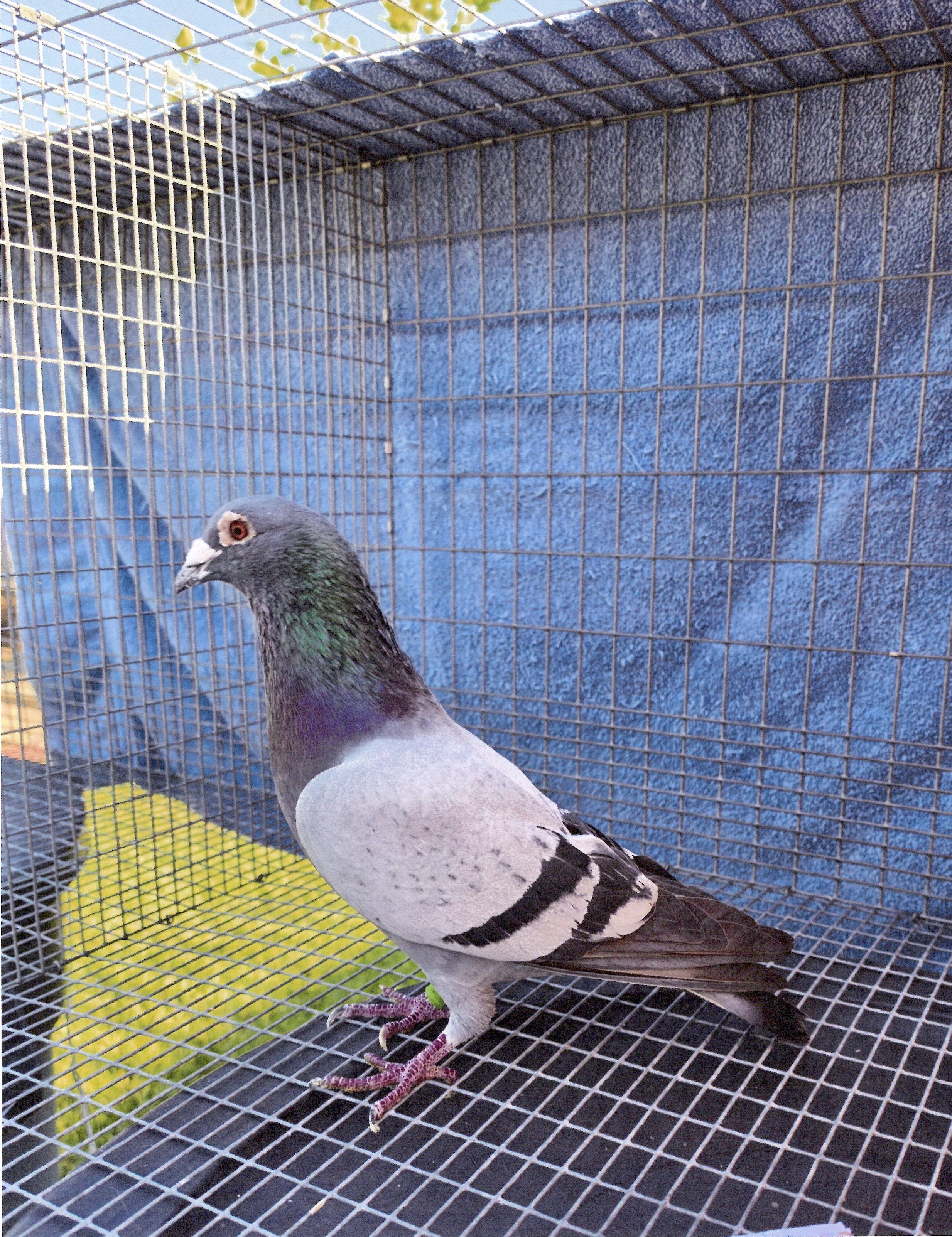 TEMPLETON LOFT 167-23 BB COCK