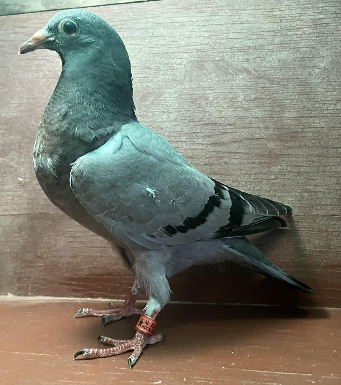 LATE HATCH OFF DIRECT IMPORTS