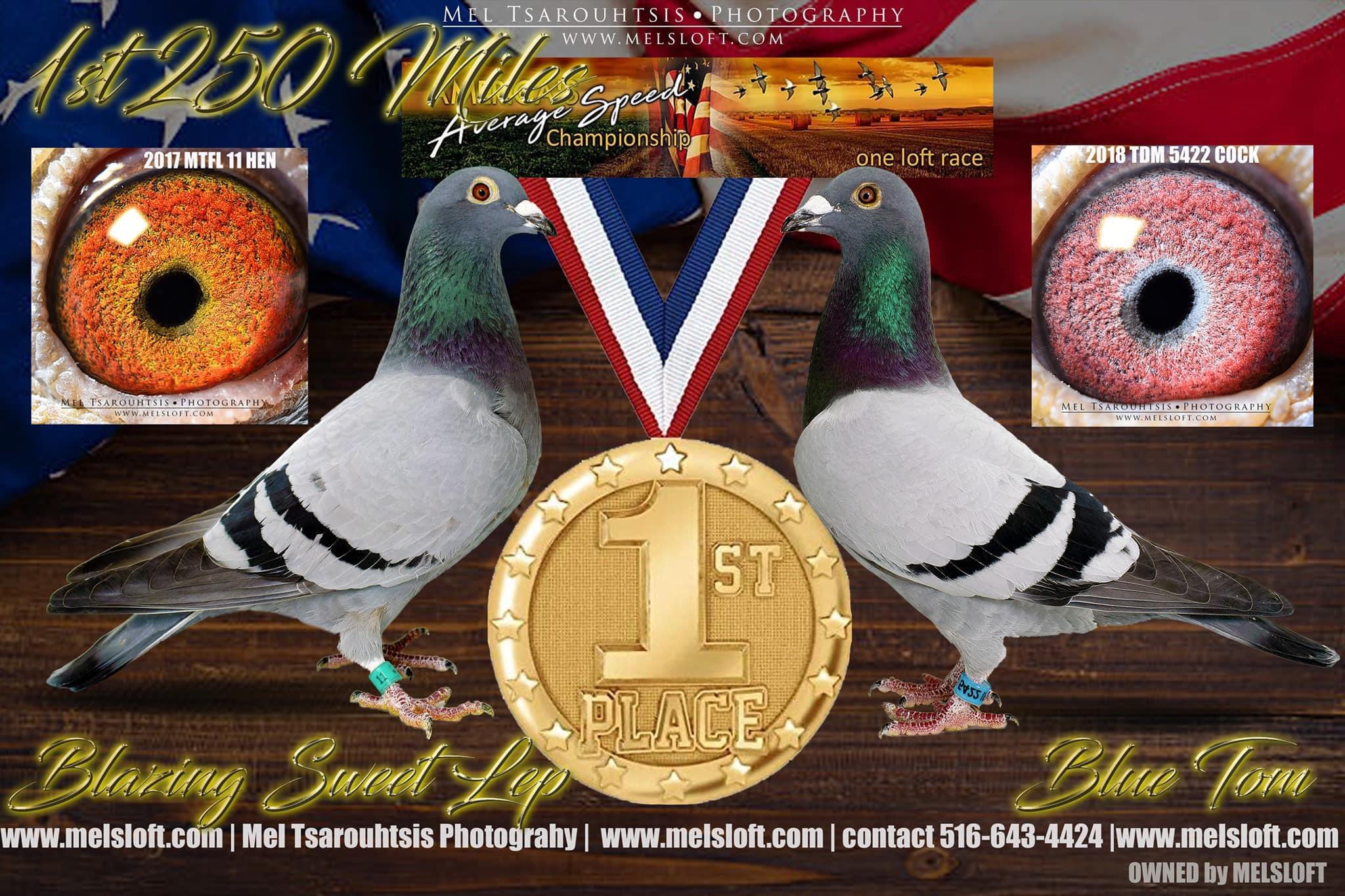 iPigeon.com - Racing Pigeon Auction