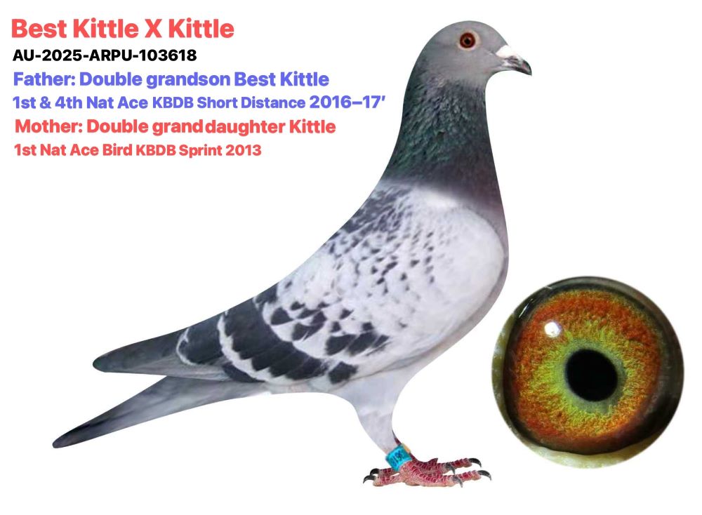 Best Kittle X Kittle