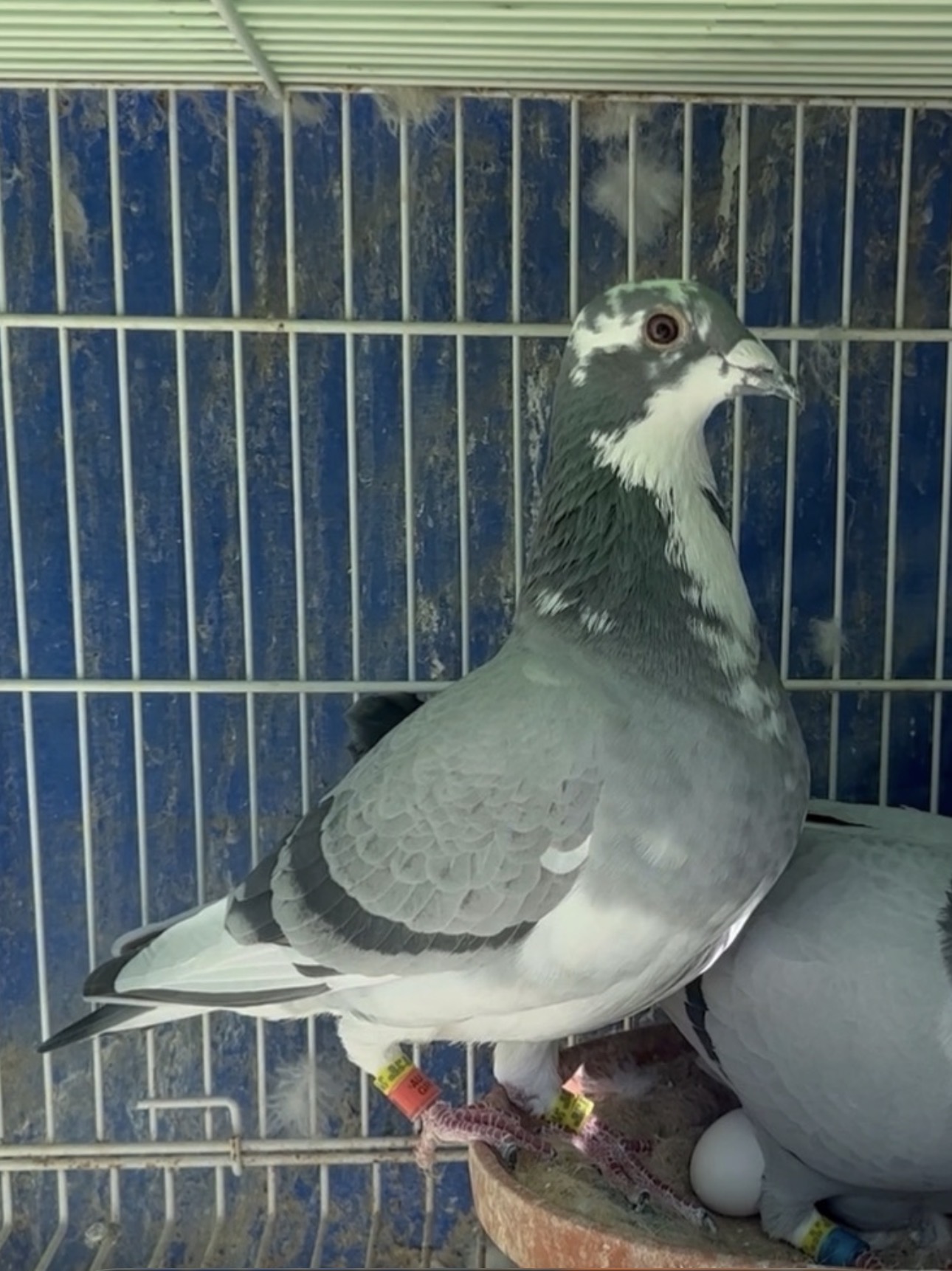 GREEK - Daughter of the "Canker Cock"