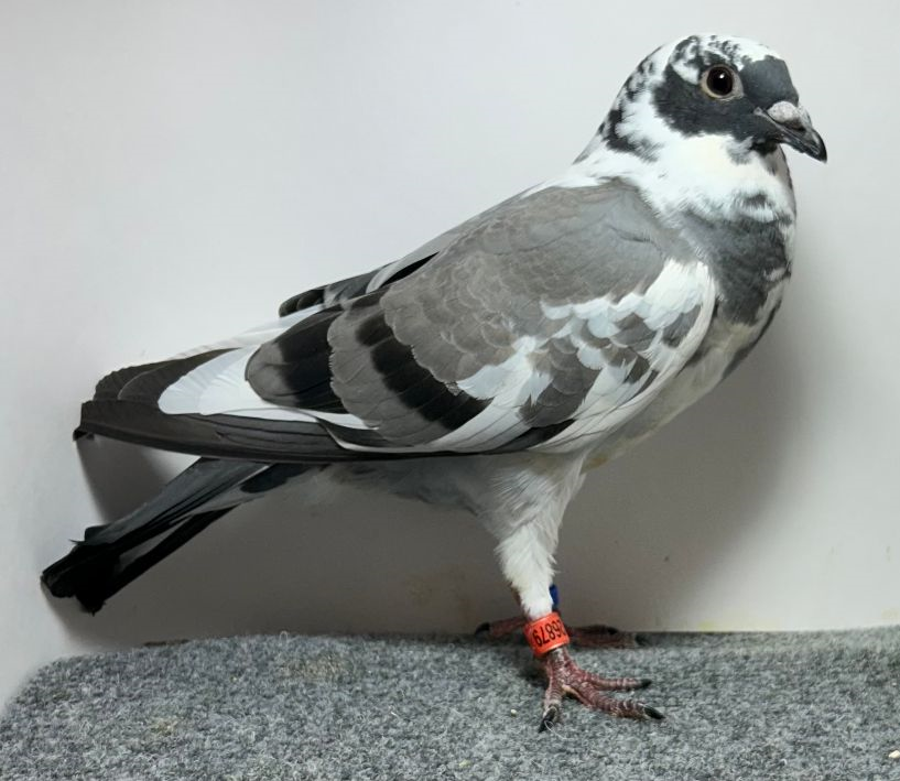 Preview Image 8