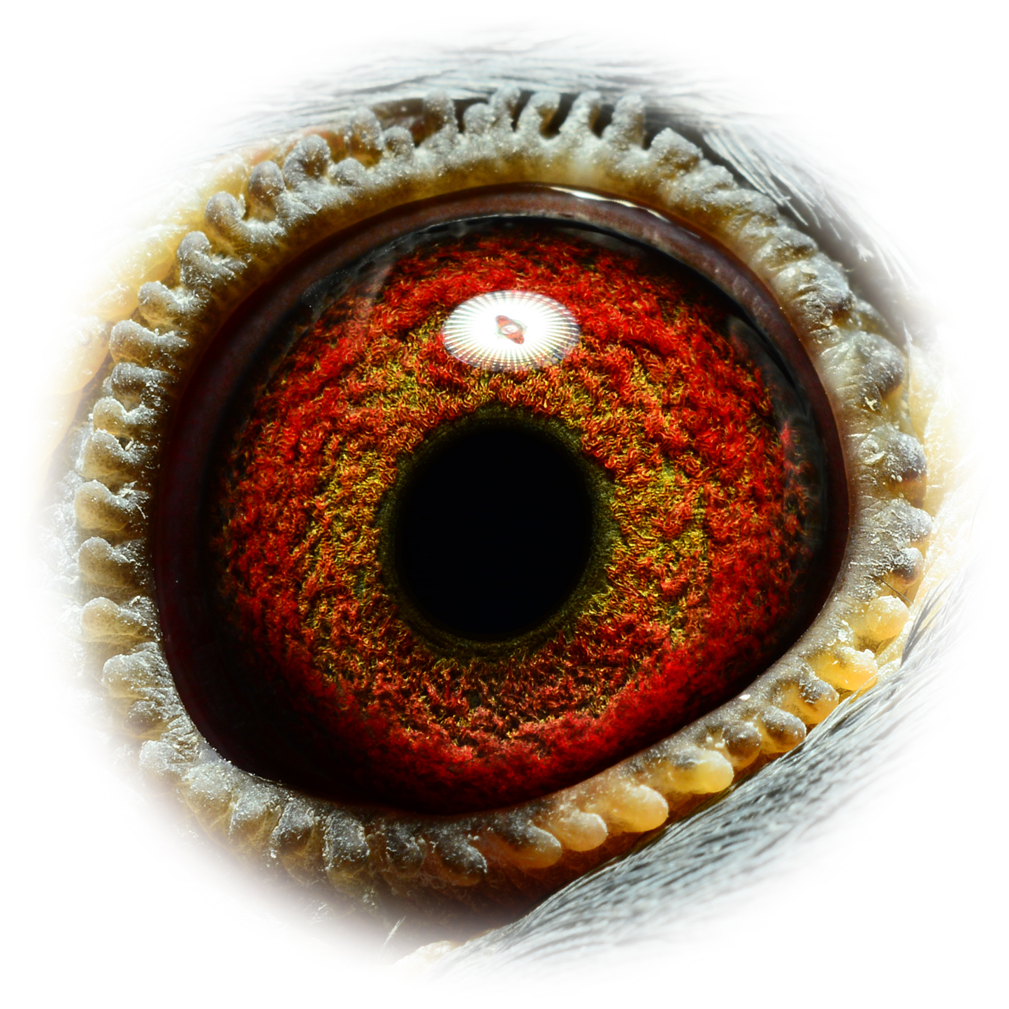 Preview Image 2