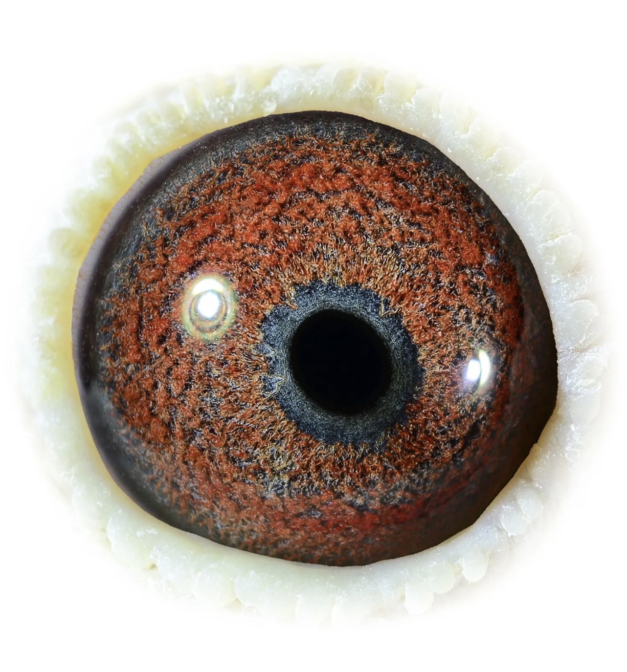 Preview Image 3
