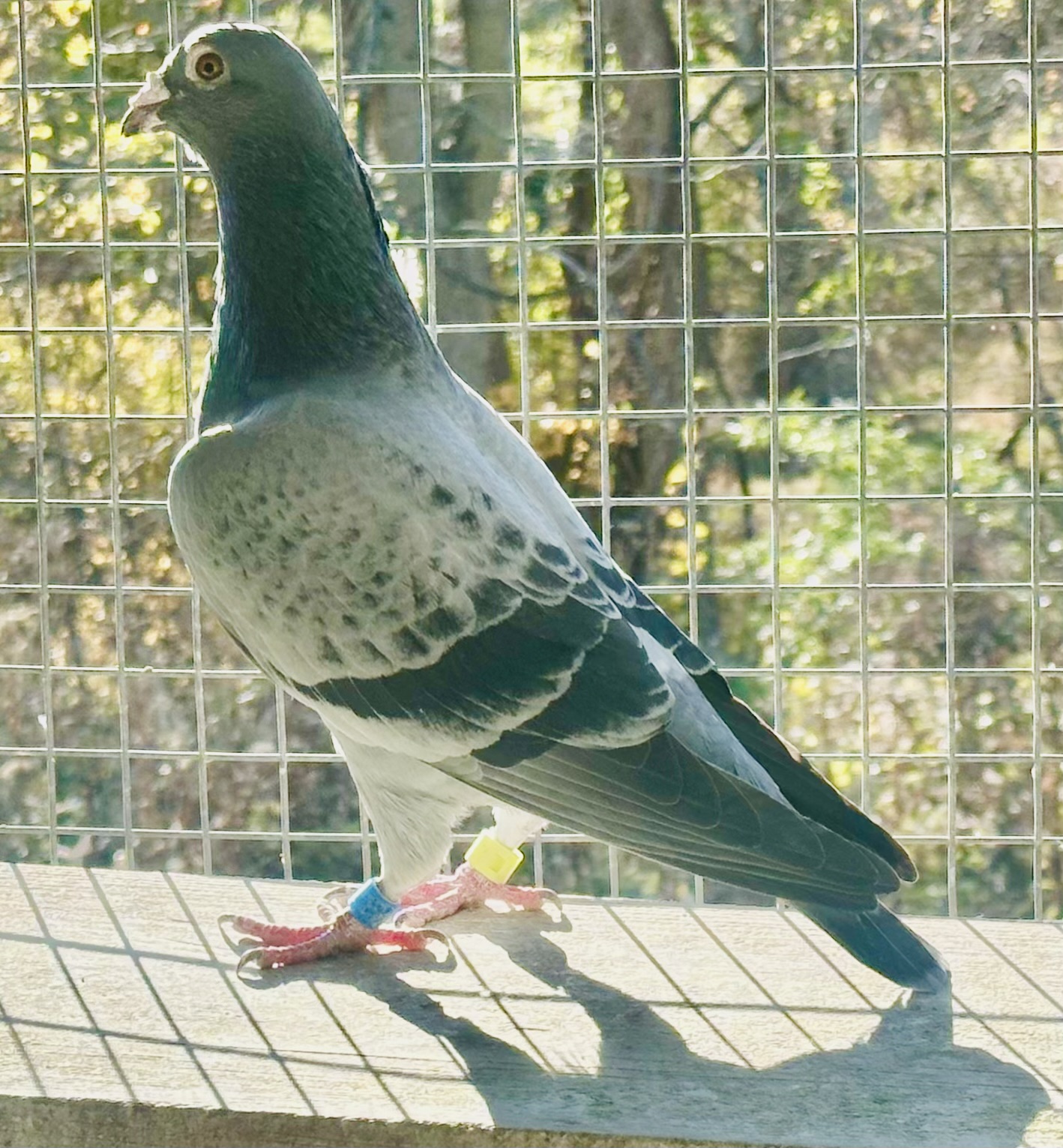 Gaby Vandenabeele cock 