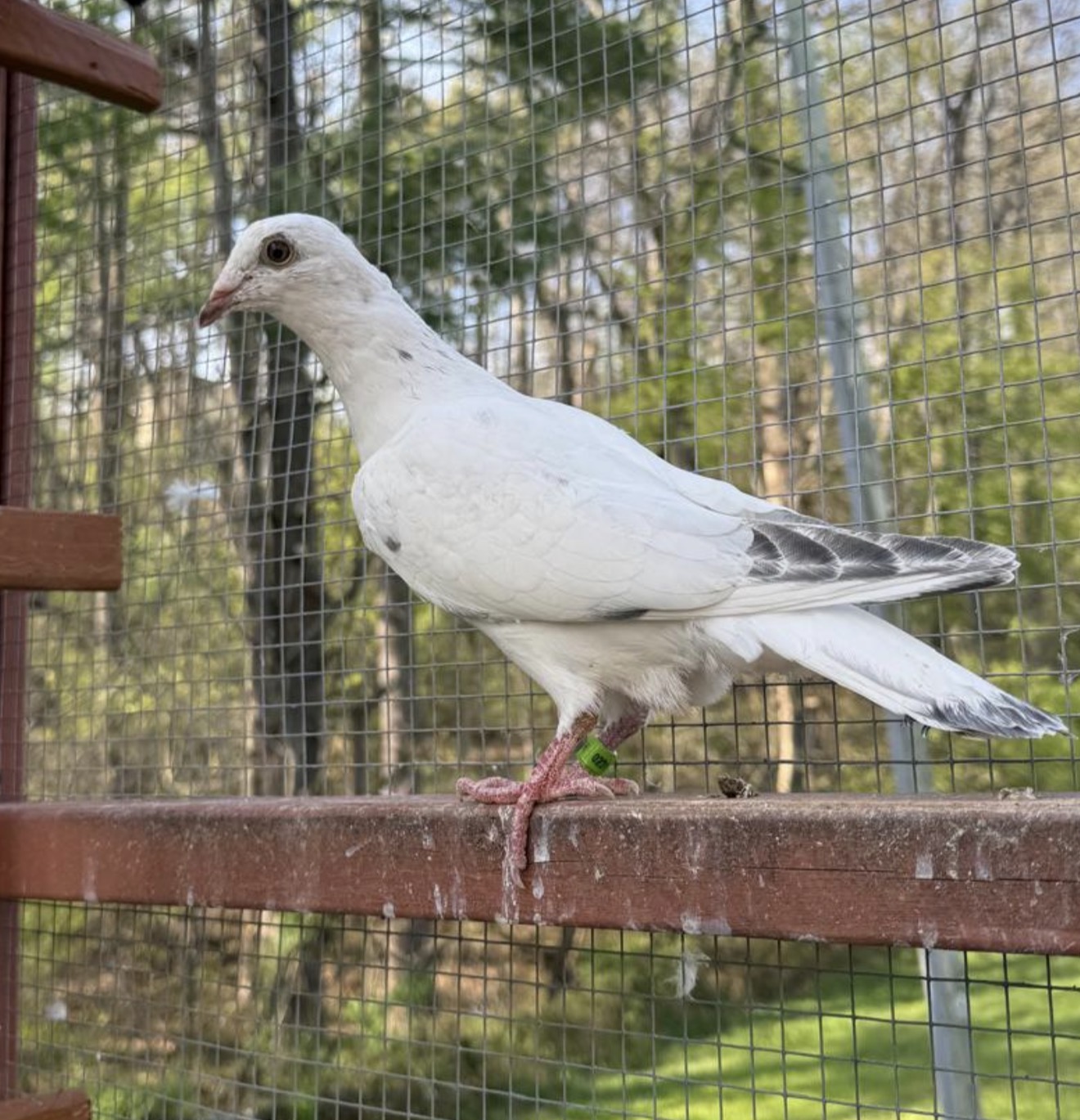 2026 Van loon inbred silver shadow young bird 