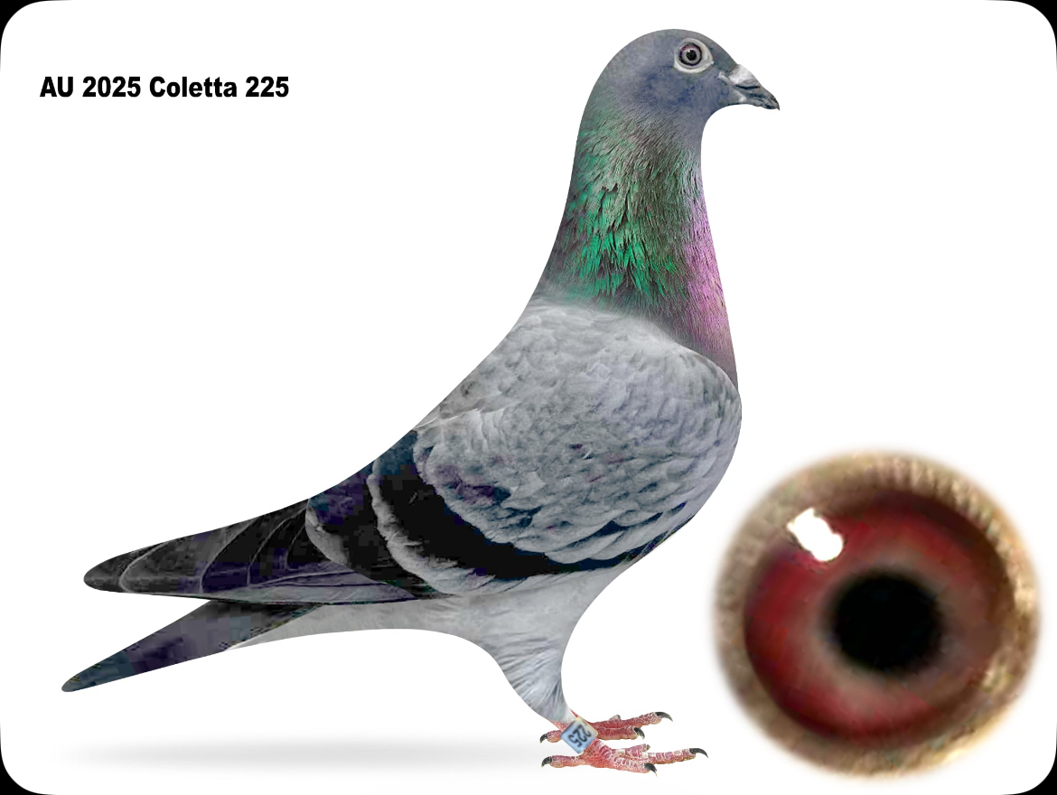 AU 2025 COLETTA 225
