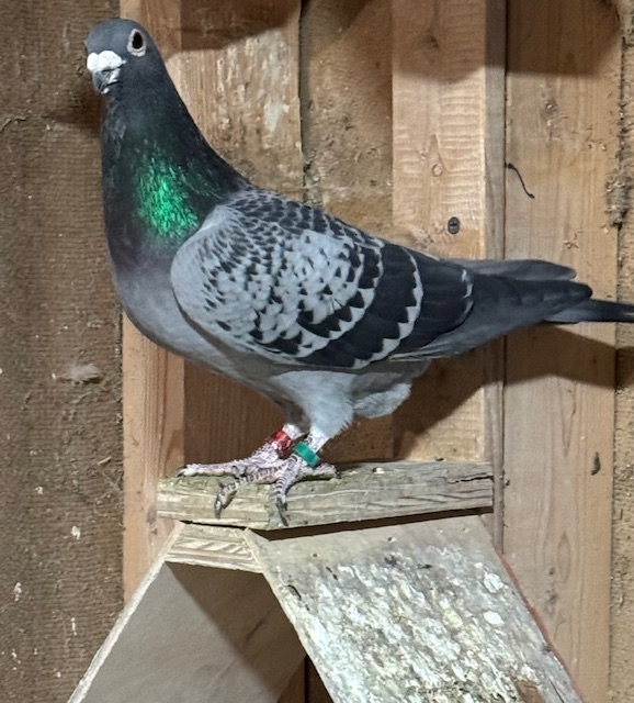 DV 6289 22 423 Best Kittel