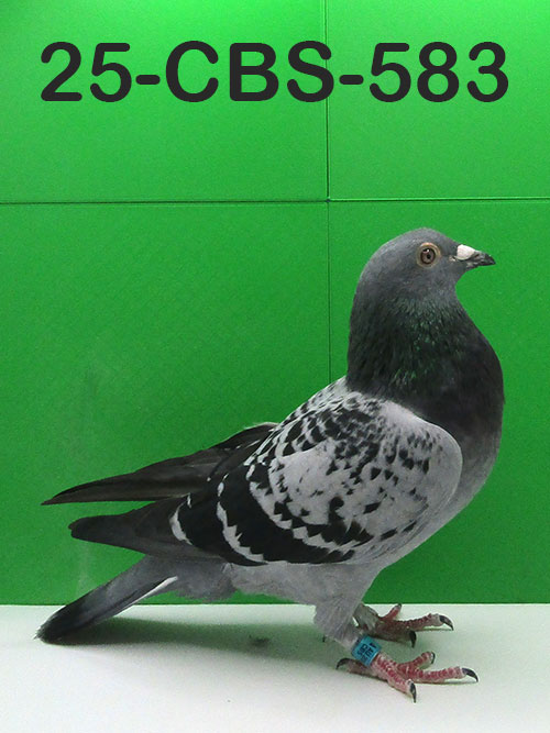 25-CBS-523 Blue check hen. 