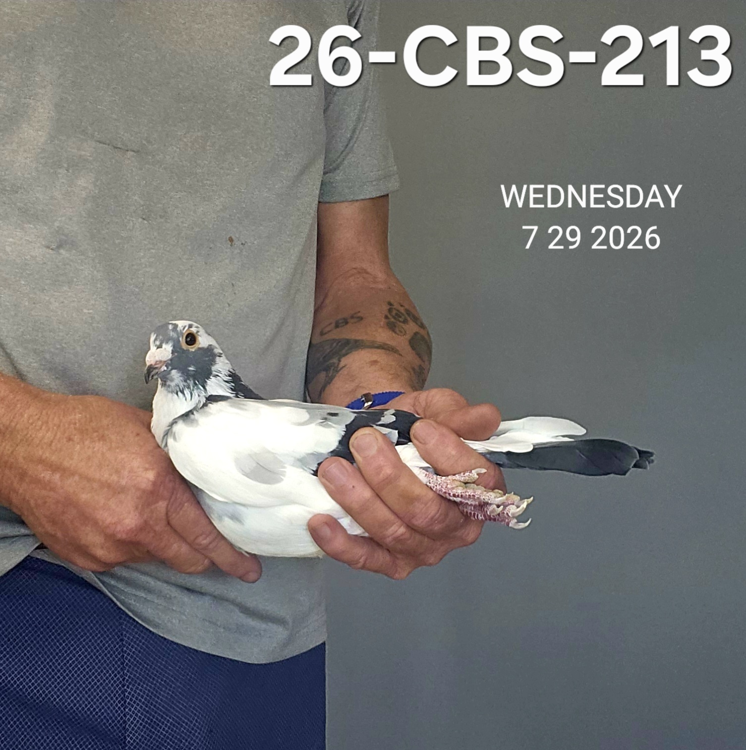 26-CBS-213 Blue splash cock. 