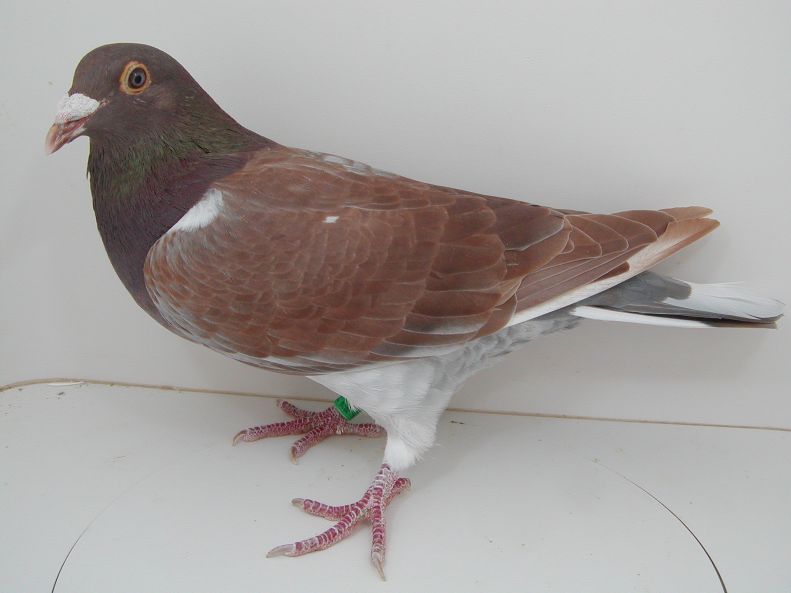 Preview Image 3
