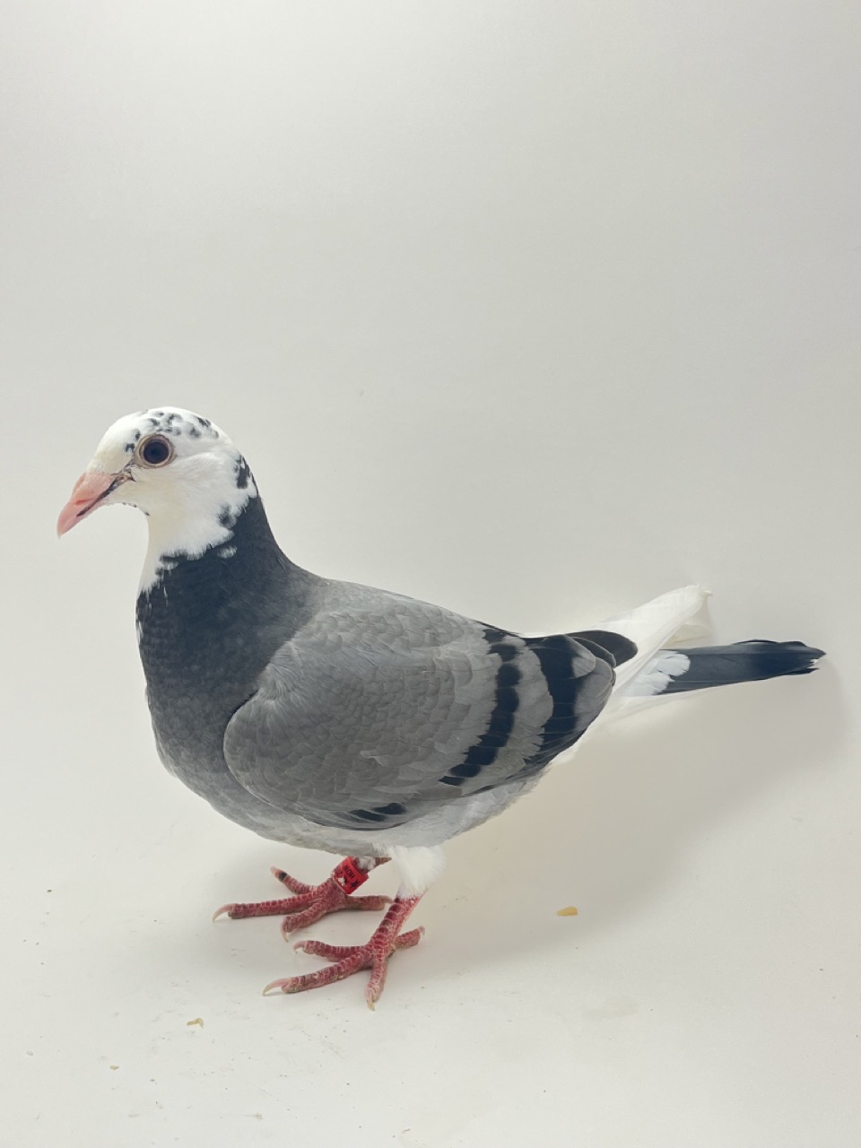 Rosita,Kittle/ Red Daniel Van Reet 