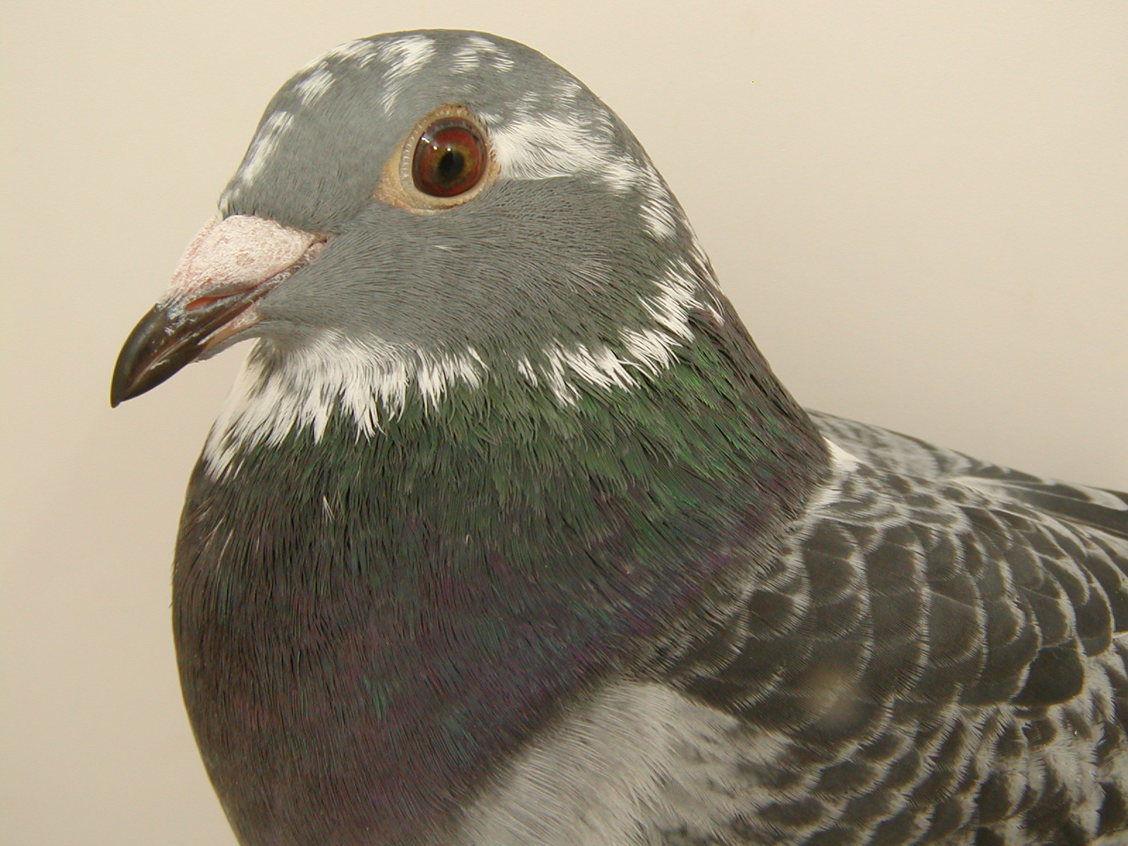 Preview Image 2