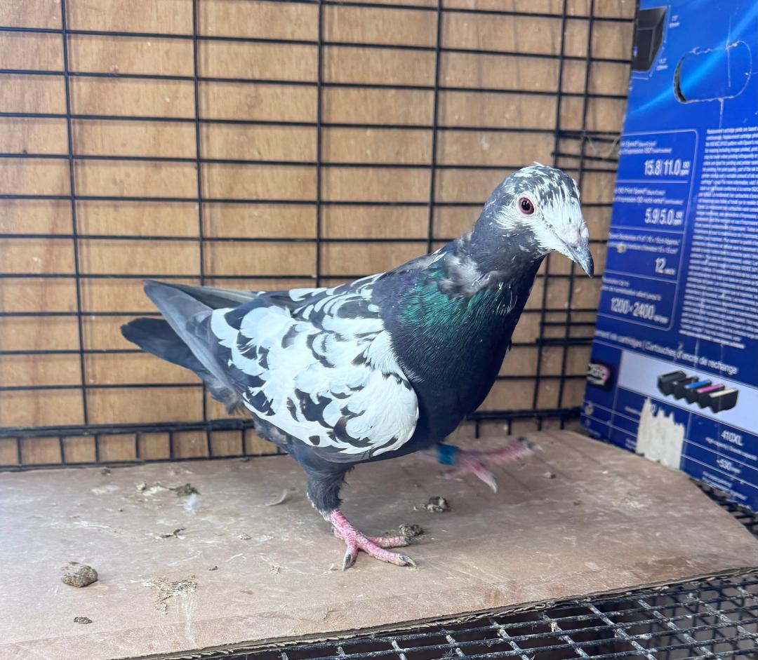 406 MOTTLED PIETRAIN