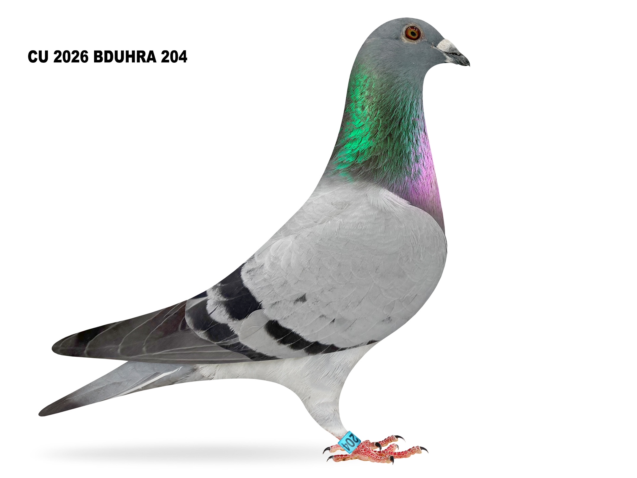 CU 26 BDUHRA 204 BB Cock
Inbred PORSCHE 911

